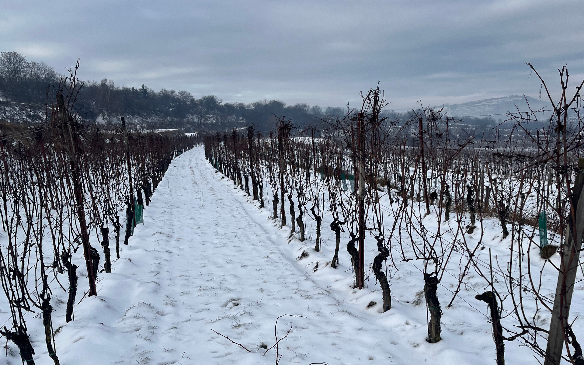 Der Rebschnitt is voll im Gange